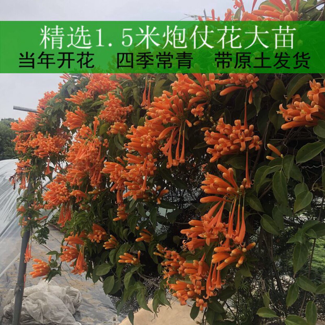 大苗四季常绿围墙垂吊攀爬植物