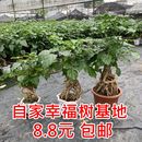 常青室内阳台客厅观叶植物办公室 提根幸福树盆栽造型绿宝盆景四季