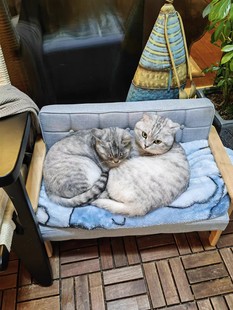 网红新款宠物沙发萨摩泰迪睡觉床猫窝宝宝专属卧榻