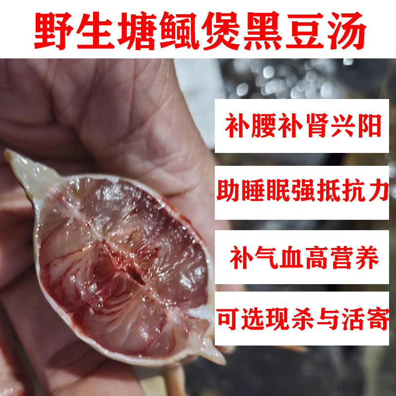 野塘鲺鱼塘角鱼新鲜现杀塘鲺老鱼养气血补腰肾产妇贫血适合发顺丰
