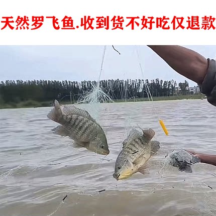 天然野罗非鱼新鲜现杀广东非洲鲫鱼淡水鱼鲜活包邮鲜活福寿鱼2斤