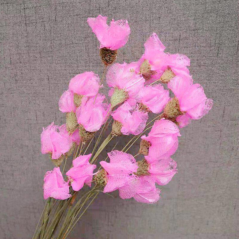 ins风粉色一品红家居摆设干花图片
