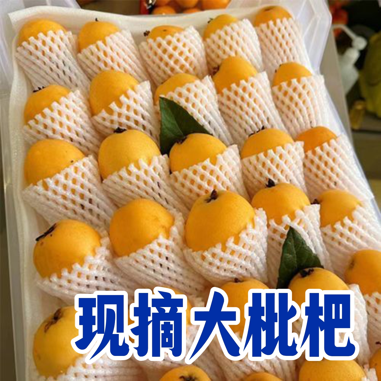 【高品质】当季新鲜现摘云南蒙自枇杷果琵琶孕妇止咳润肺水果