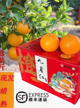 秭归脐橙九月红橙子果冻橙当季新鲜水果9.8斤整箱手剥橙爆汁顺丰