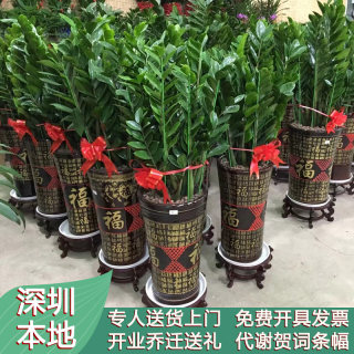 深圳金钱树大型植物室内客厅办公室招财乔迁开业绿植盆栽同城配送