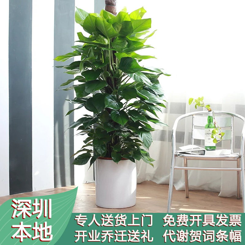 新客减大叶绿萝柱大型植物室内办公室吸甲醛开业绿植盆栽深圳同城