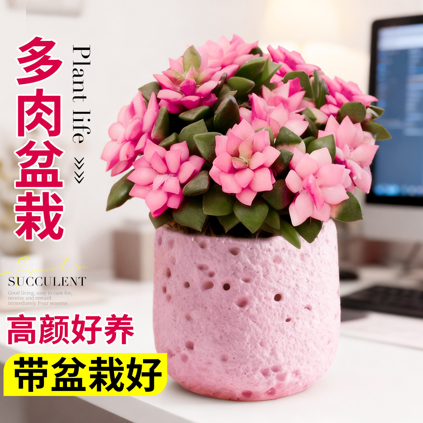 吹雪之松锦多肉植物办公室内桌面绿植花卉组合盆栽幼儿园儿童摆件