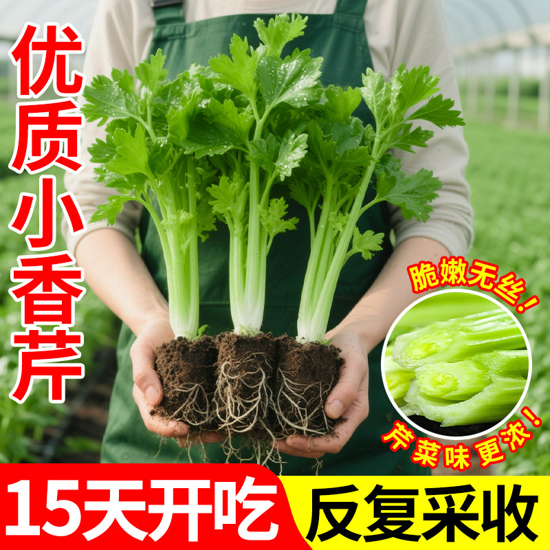 四季水果芹菜苗秧苗小香芹老品种皇后西芹种子新鲜春季蔬菜苗批发