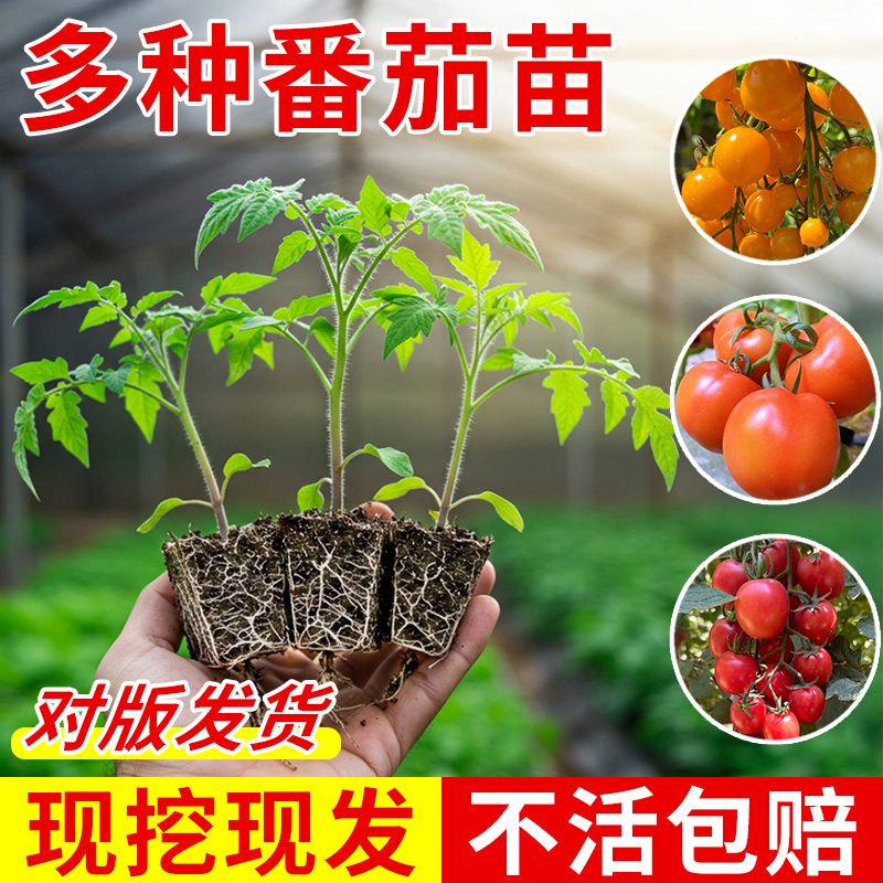 小番茄苗矮生圣女果西红柿