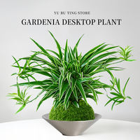 Hydroponic golden-edge spider plant, all-season indoor potted plant, roll-leaf hanging flower, green plant, living room, office, desktop potted plant thumbnail 6