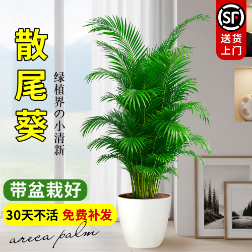 散尾葵大型绿植组合盆栽