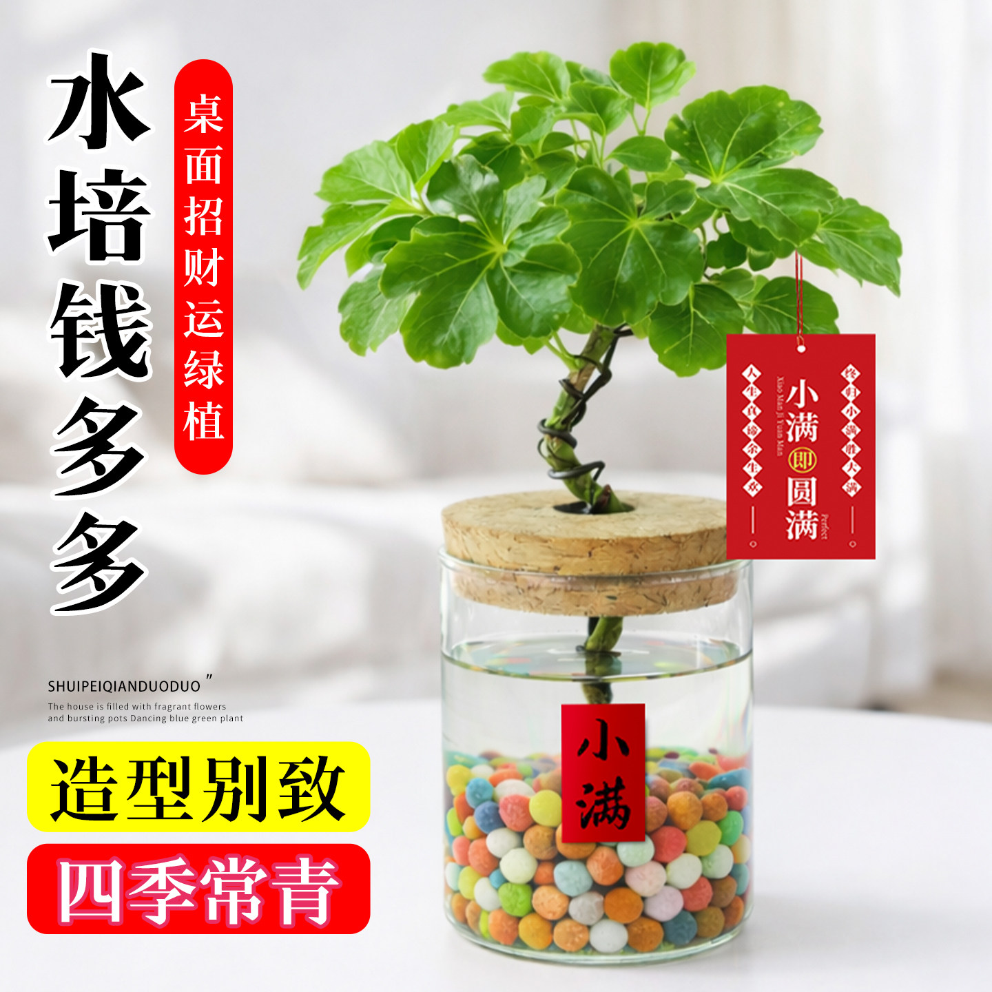 水培钱多多圆叶福禄桐室内招财植物盆栽办公室桌面旺宅植物好养活图片