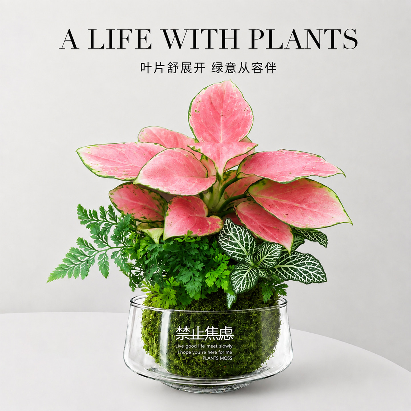 吉利红苔藓球盆栽桌面植物花卉水培好养创意苔玉植物办公室内盆景