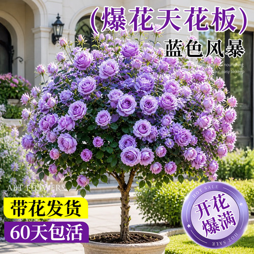 棒棒糖树桩蓝色风暴月季老桩
