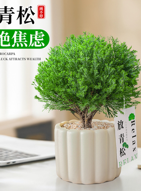 放青松绿植雾松室内小盆栽雾凇办公室桌面放轻松植物摆件四季好养