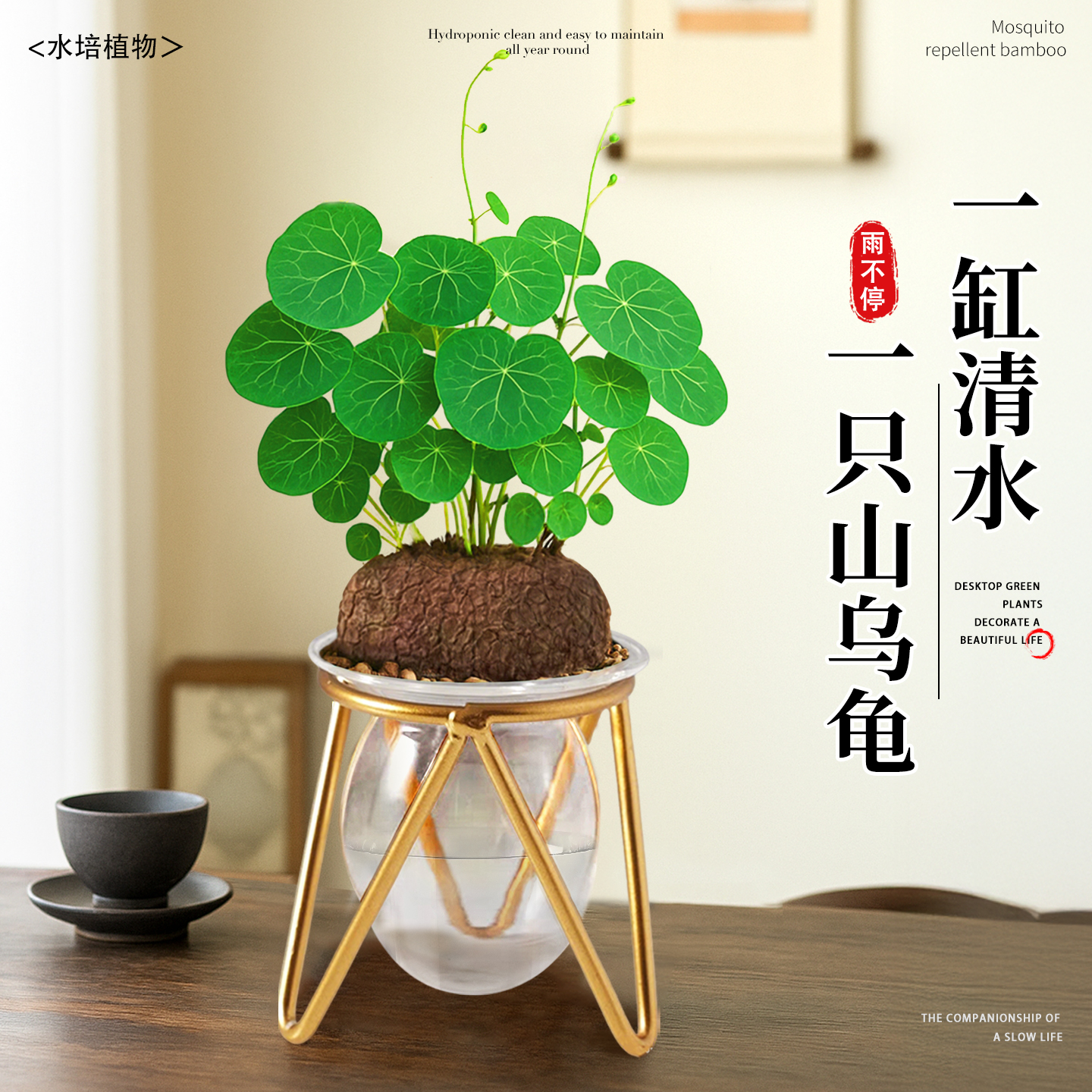 雨不停水培山乌龟室内桌面好养活