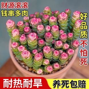 钱串锦子多头群生老桩多肉植物大小盆栽精品高端盆景花卉绿植室内