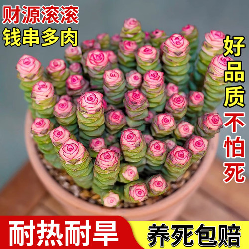 钱串锦子多头群生老桩多肉植物大小盆栽精品高端盆景花卉绿植室内