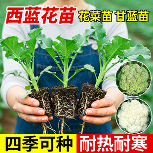 带土易种菜苗好养 西兰花苗蔬菜种苗家庭阳台盆栽绿植园艺植物四季