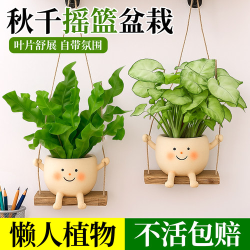 鸟巢蕨盆栽绿植室内客厅壁挂装饰办公室桌面创意盆景秋千吊兰植物