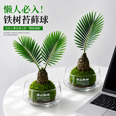 苔藓球铁树盆栽苏铁水培植物