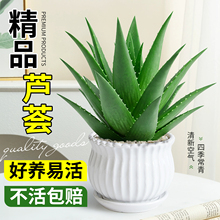 芦荟芦荟盆栽水培水养绿植花卉办公室内桌面客厅净化空气盆景摆件