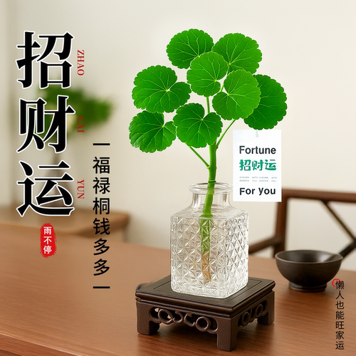 福禄桐钱多多水培植物招财易养活