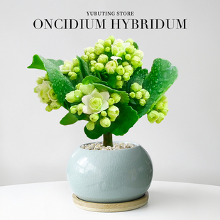 长寿花绿植小盆栽花卉办公室内桌面盆景四季 摆件复瓣重瓣大花花苗