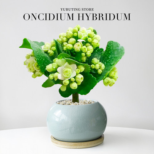 色彩丰富长寿花室内重瓣净化空气