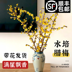 水培腊梅鲜花卉植物室内干花束客厅红梅盆栽插花摆件鲜切干支蜡梅