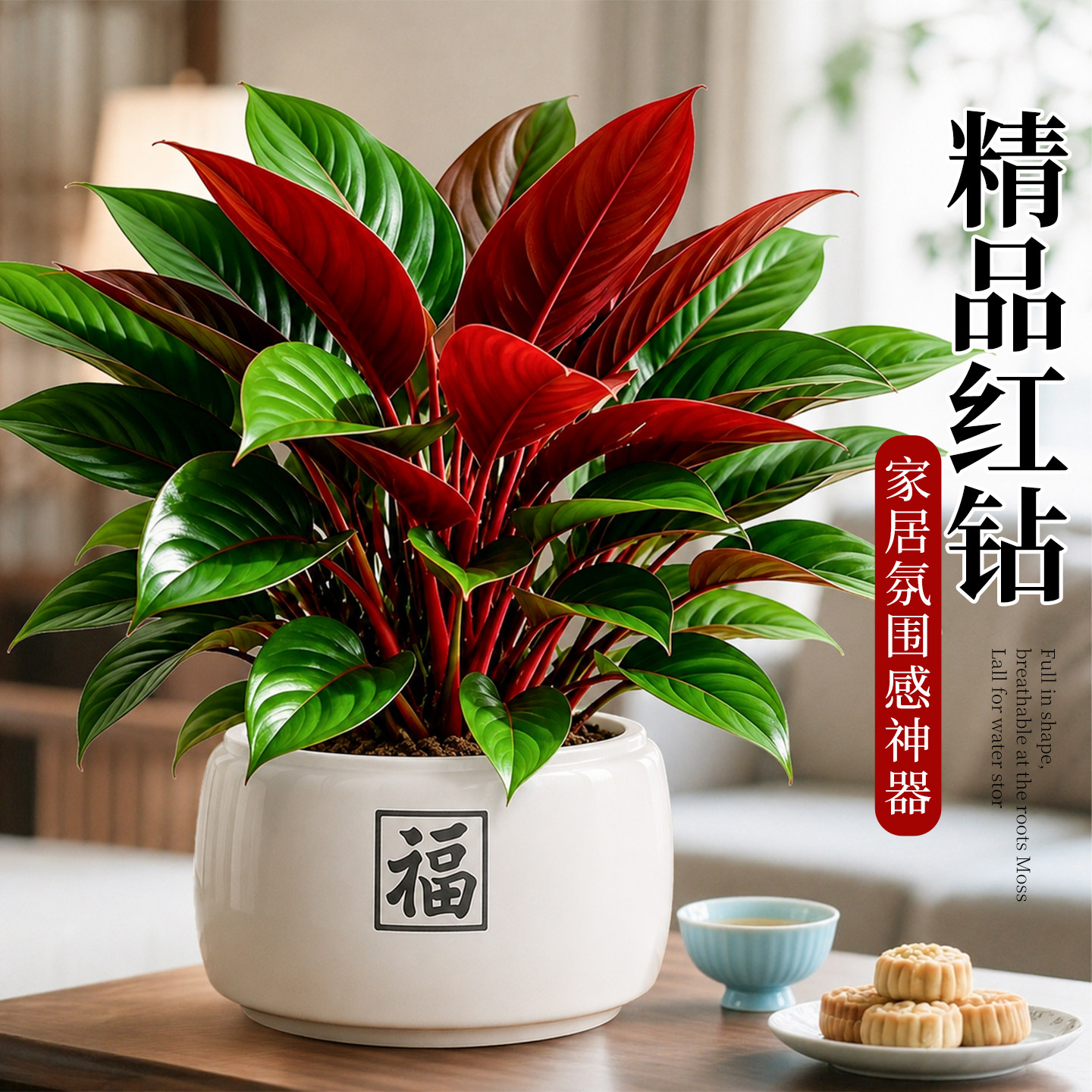大叶红钻盆栽室内净化空气绿植物图片