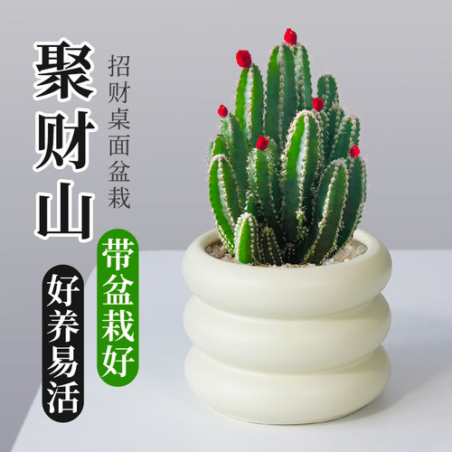 观赏办公桌万重山净化空气