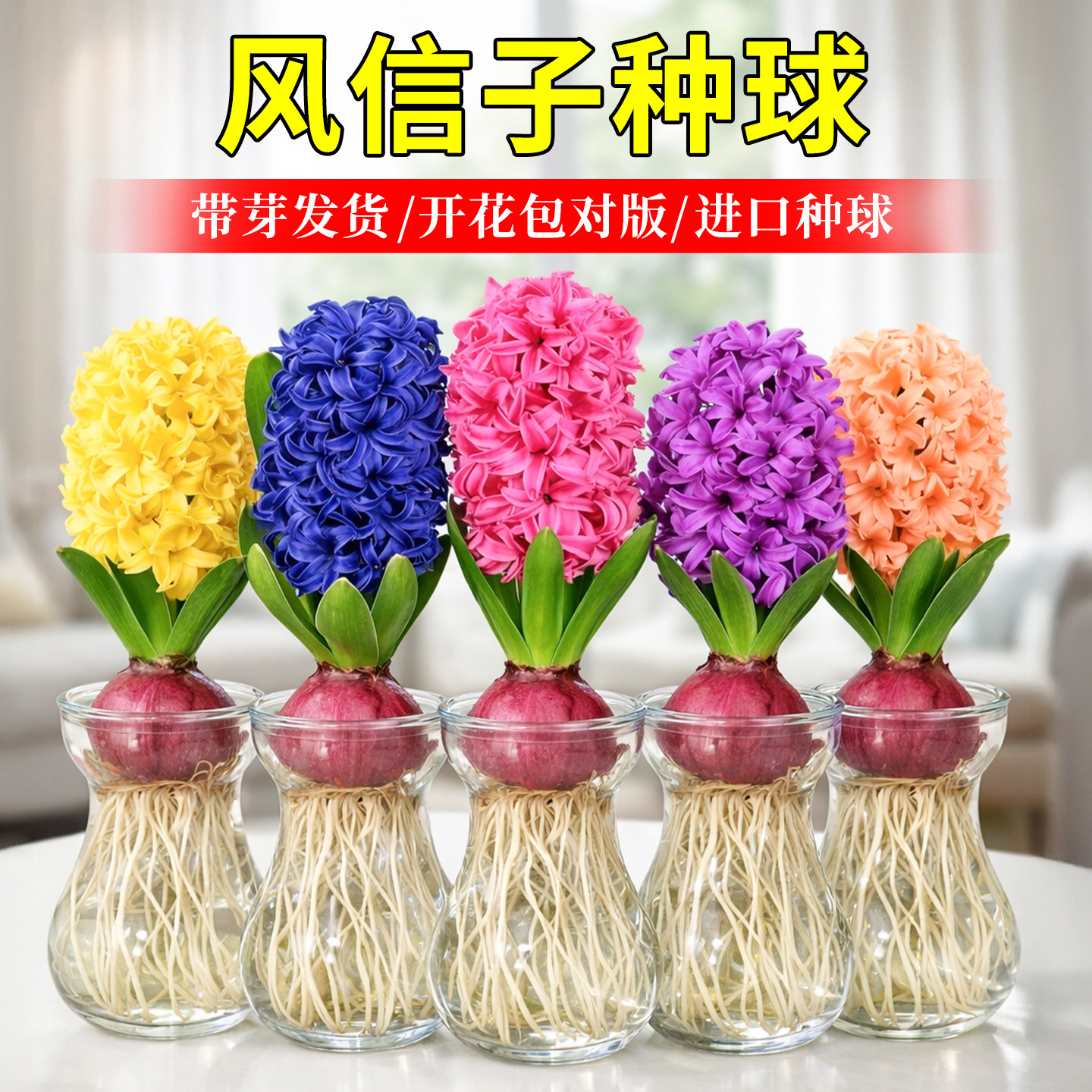 进口风信子特大种球重瓣水培花卉植物室内耐寒好养活懒人桌面盆栽