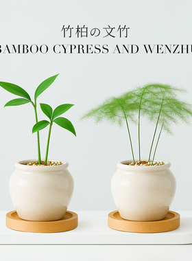 竹柏小盆栽驱蚊竹绿植办公室内客厅桌面茶桌迷你禅意摆件四季常青