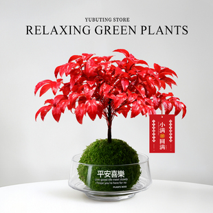 火焰南天竹苔藓球盆栽室内花卉绿植办公室桌面盆景植物耐寒年宵花