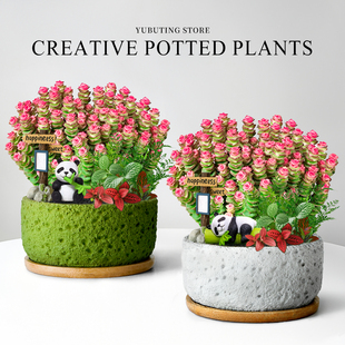 高端钱串子多肉植物室内盆栽大颗好养办公室桌面花卉绿植盆景摆件