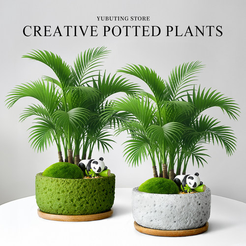 袖珍椰子小盆栽办公室桌面绿植室