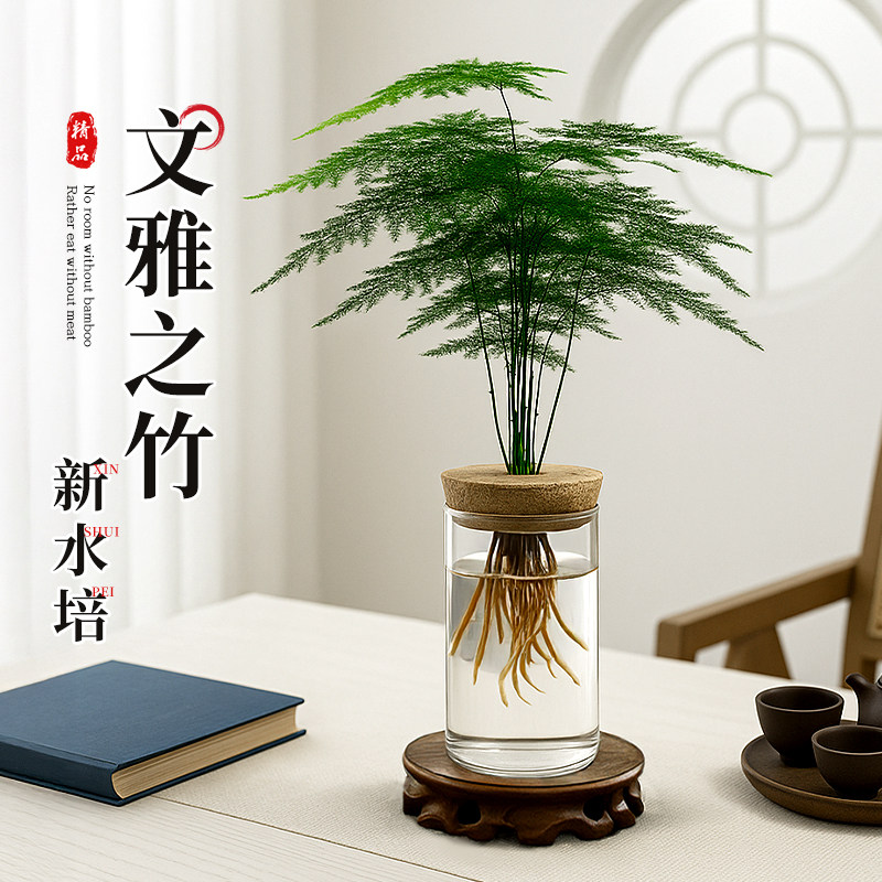 文竹盆栽办公室内水培绿植水养植物花卉客厅桌面禅意摆件四季水生