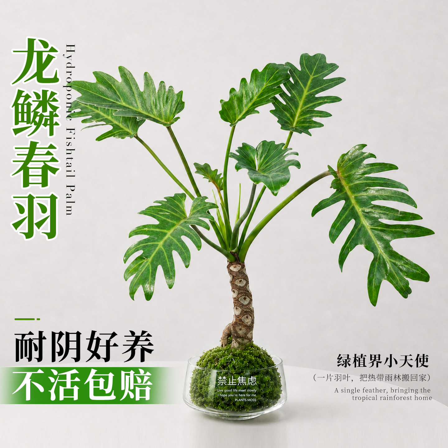 苔藓球龙鳞春羽小天使盆栽水培植物水养办公室内桌面花卉绿植懒人
