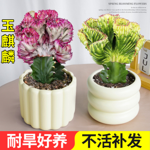 玉麒麟多肉植物精品室内小盆栽办公桌招财摆件彩麒麟名贵绿植花卉