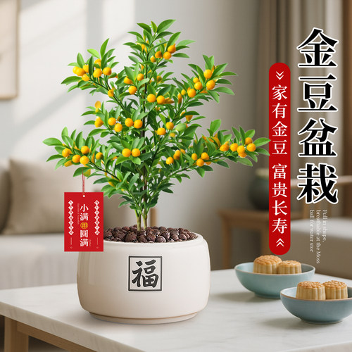 金豆盆景带果老桩新年礼物装饰耐寒绿植物办公室花卉桌面盆栽果树