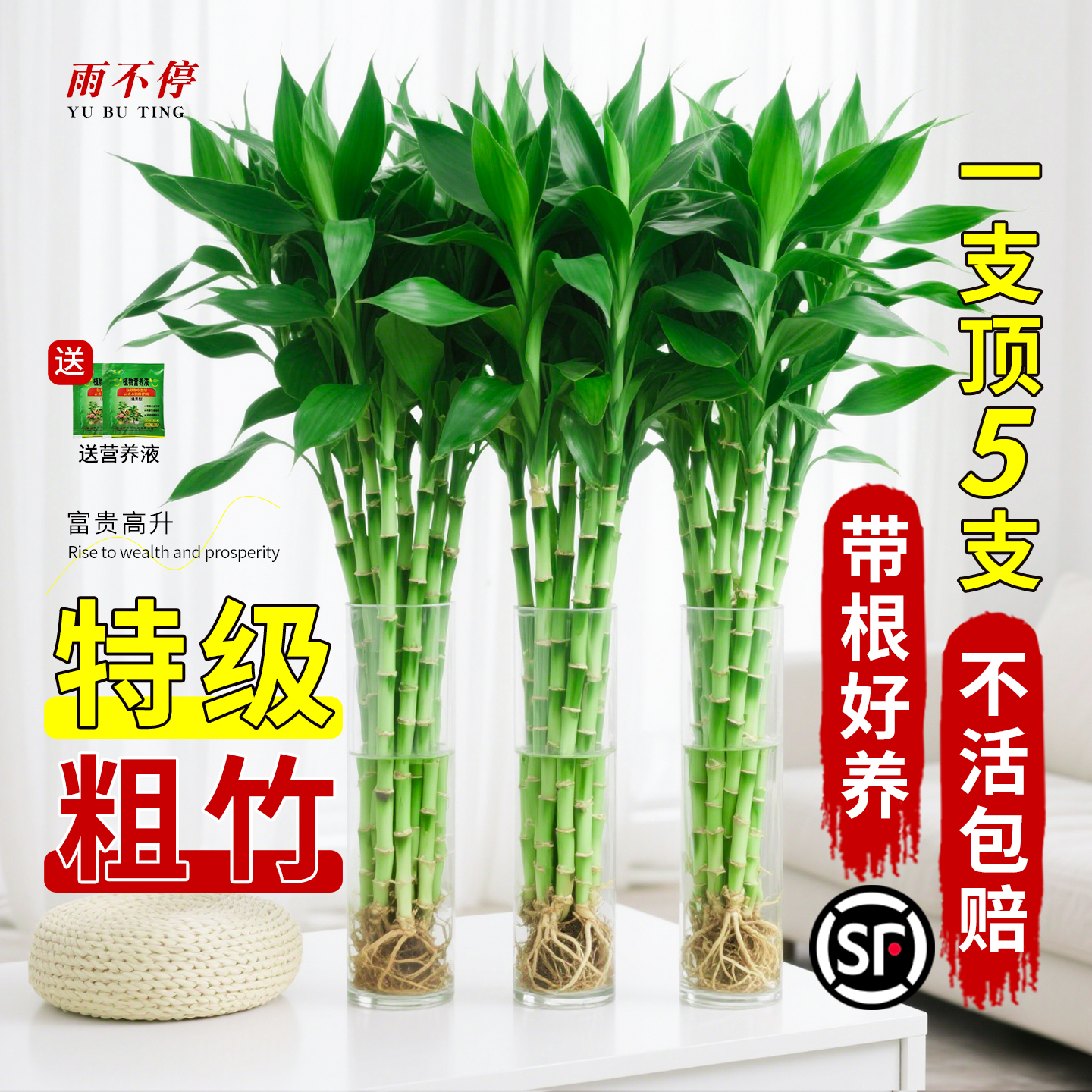 水培植物富贵竹绿植盆栽办公室内客厅招财粗杆带根水养节节高竹子