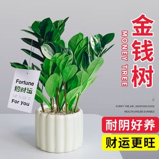 金钱树室内小盆栽绿植发财树客厅办公室桌面招财摆件盆景植物树苗