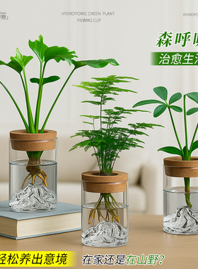文竹室内小盆栽水培绿植物水养水生花卉办公桌面盆景摆件新房客厅