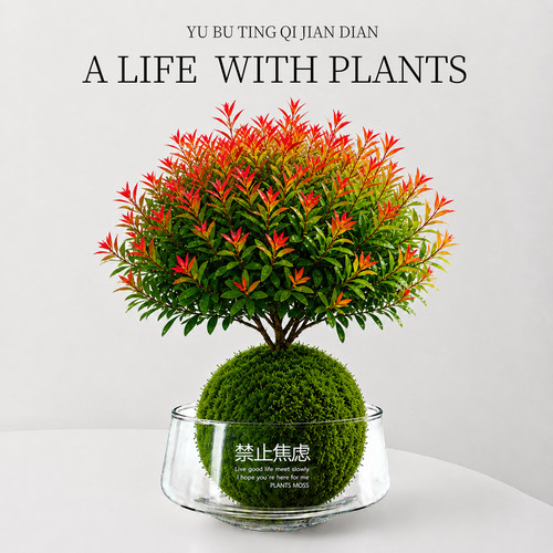 小叶赤楠苔藓球桌面绿植盆栽