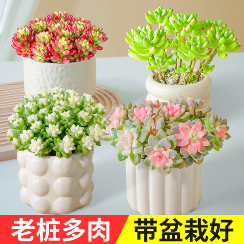 观赏室内桌子新玉缀多肉净化空气