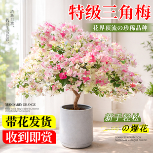 三角梅盆栽四季带花老桩室内重瓣花卉绿植绿樱漳红樱树苗阳台植物