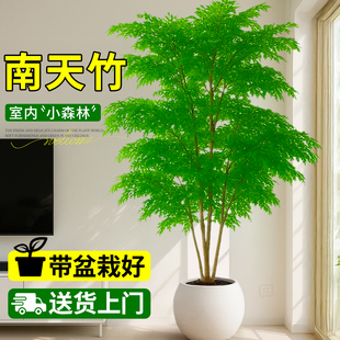 南天竹盆栽室内大型办公室绿植高级感客厅落地造景摆件好养活四季