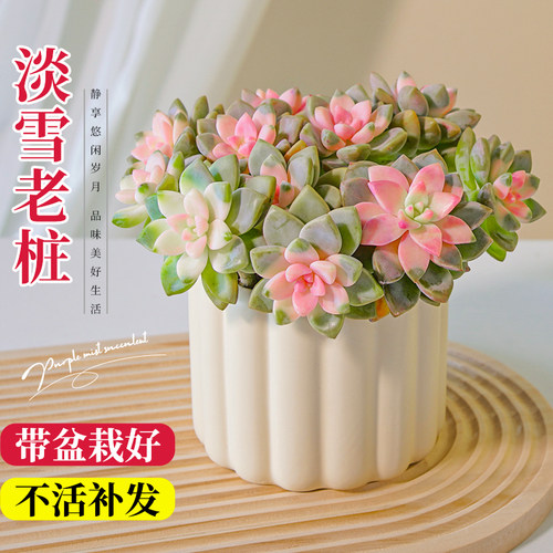 多肉植物大颗好养室内盆栽绿植