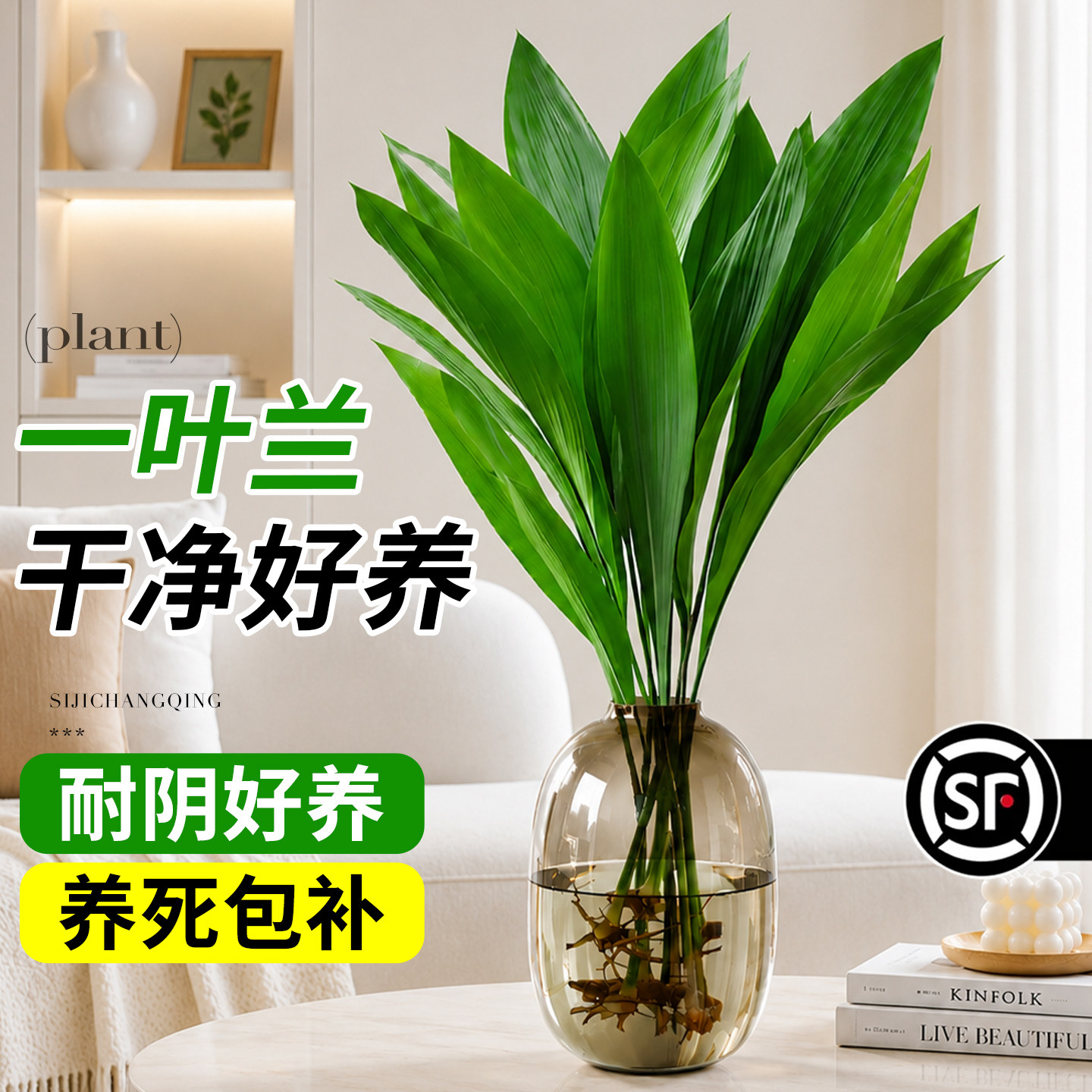 水培植物一叶兰盆栽室内绿植客厅办公室桌面盆景净化空气四季好养图片